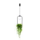5003 PLANT 1 PENDANT LAMP 5003 PLANT 1 PENDANT LAMP